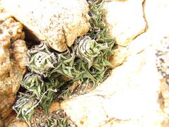 Haworthiopsis tessellata