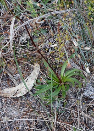 Image of Chamaescilla Spiralis (Chamaescilla spiralis) by (c) Margaret Langley, some rights reserved (CC BY)