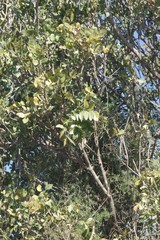 Ptaeroxylon obliquum