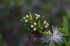 Metrosideros operculata