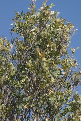 Ptaeroxylon obliquum