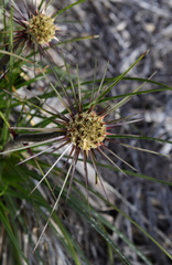 Dasypogon