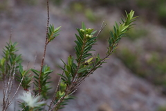 Metrosideros operculata