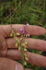 Polygala cretacea