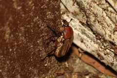 Cosmiomorpha similis