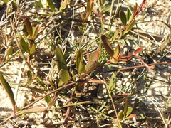 Vincetoxicum carnosum