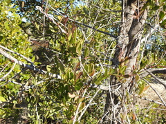 Vincetoxicum carnosum