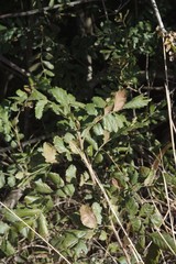 Hippobromus pauciflorus