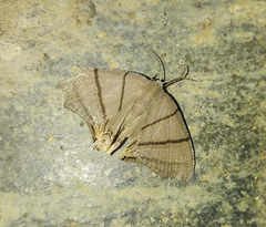 Orudiza protheclaria