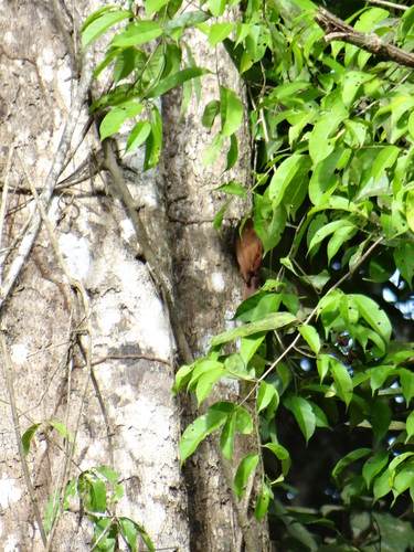 Dendrocincla merula
