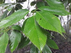Quercus lamellosa