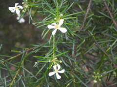 Ricinocarpos pinifolius