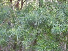 Ricinocarpos pinifolius