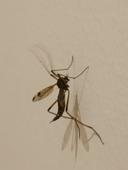 Dictenidia bimaculata