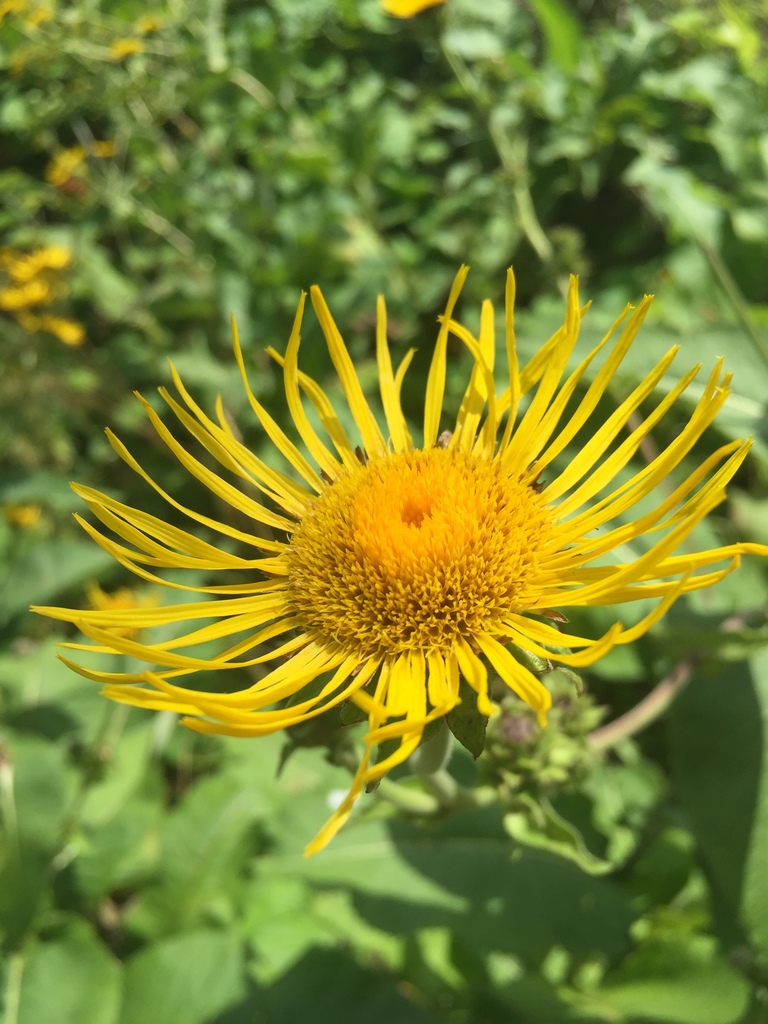 Inula helenium, Россошанский р-н, Воронежская обл., Россия