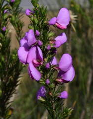 Gompholobium scabrum