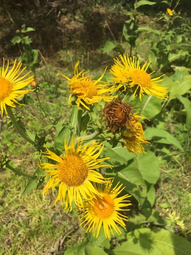 Inula helenium