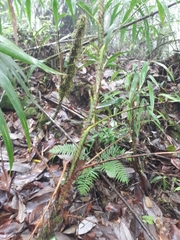 Plectocomia himalayana