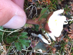 Ranunculus glacialis