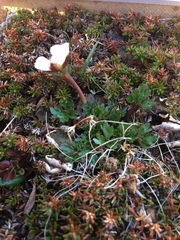 Ranunculus glacialis