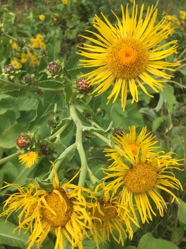 Inula helenium