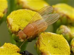 Sapromyzosoma quadripunctata