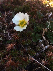Ranunculus glacialis