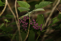 Dendrocnide moroides