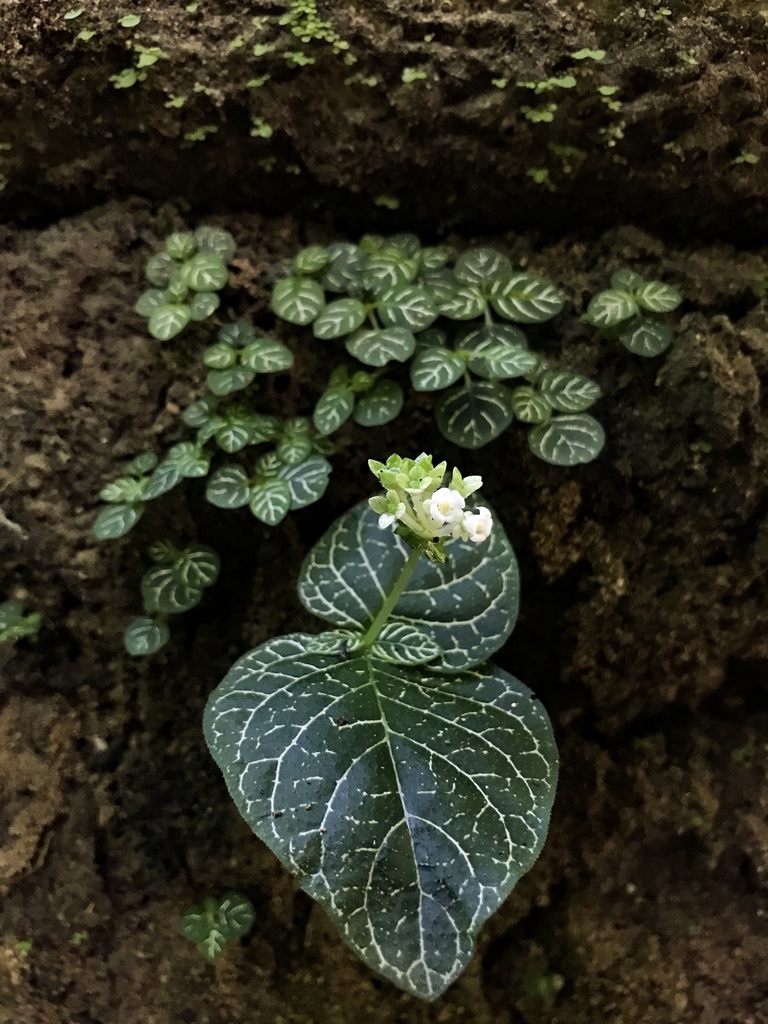 Argostemma neurocalyx Riau sumatera【LA便】正規タグ付き アルゴステマ Species New to Science: [Botany \u2022 2019] Notes on the Genus