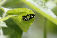 Glyphodes conjunctalis