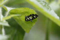 Glyphodes conjunctalis