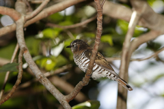 Chrysococcyx minutillus