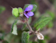 Tremandra stelligera