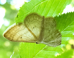 Idaea deversaria