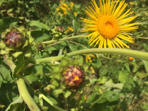 Inula helenium