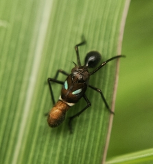 Formiscurra indicus