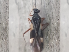 Globiceps flavomaculatus