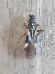 Globiceps flavomaculatus