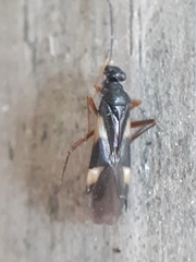 Globiceps flavomaculatus