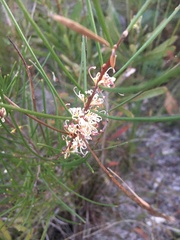 Hakea actites