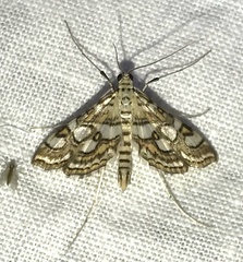 Elophila ekthlipsis