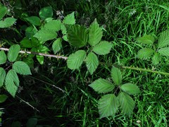 Rubus lindleianus