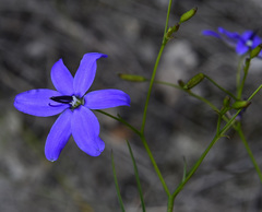 Agrostocrinum hirsutum