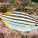 Atypichthys strigatus - Photo (c) Erik Schlogl, algunos derechos reservados (CC BY-NC), subido por Erik Schlogl