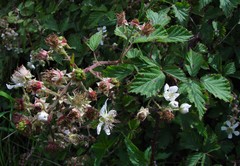 Rubus lindleianus