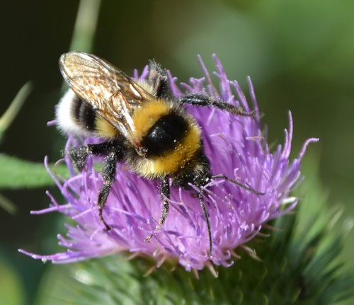Large Garden Bumble Bee photo 3