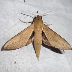 Theretra gnoma