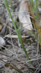Agrostocrinum hirsutum