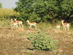Antilope cervicapra