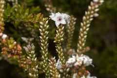 Epacris microphylla